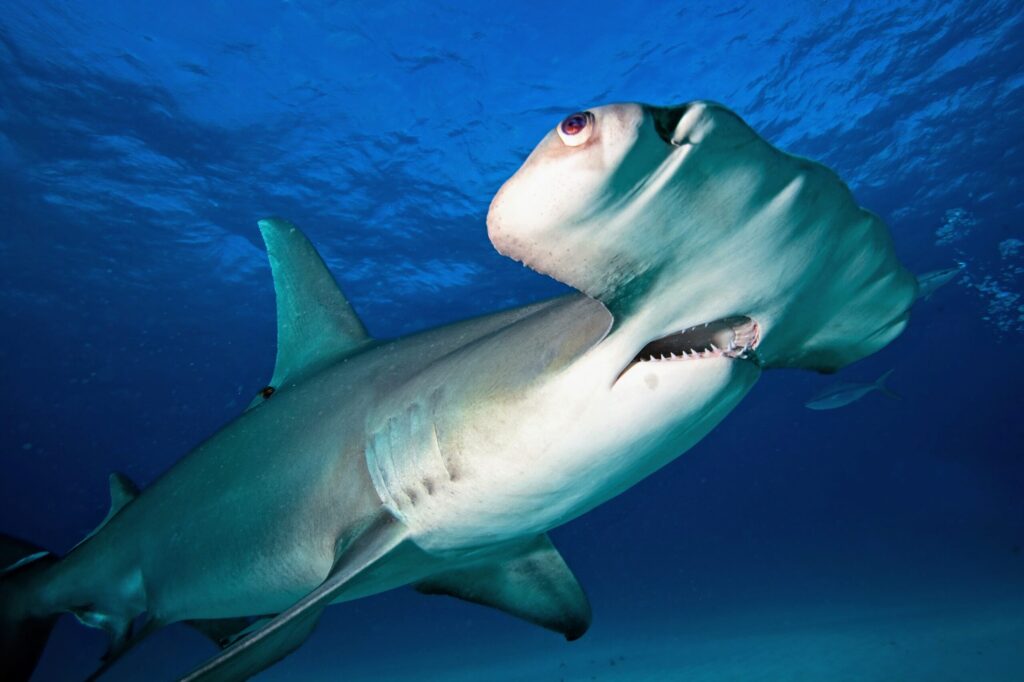 Hammerhead Sharks