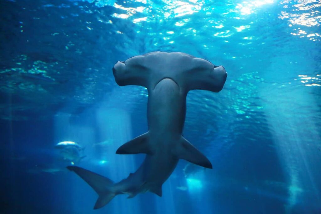 Hammerhead Sharks