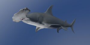 How Many Hammerhead Sharks Are Left in the World 2022?