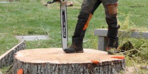 DIY vs. Professional Stump Removal: Which Option is Right for You?