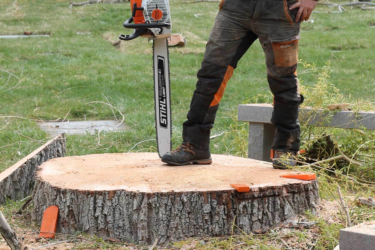 DIY vs. Professional Stump Removal: Which Option is Right for You?