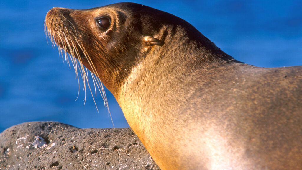 Sea Lions