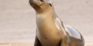 What Would Happen If Sea Lions Went Extinct?