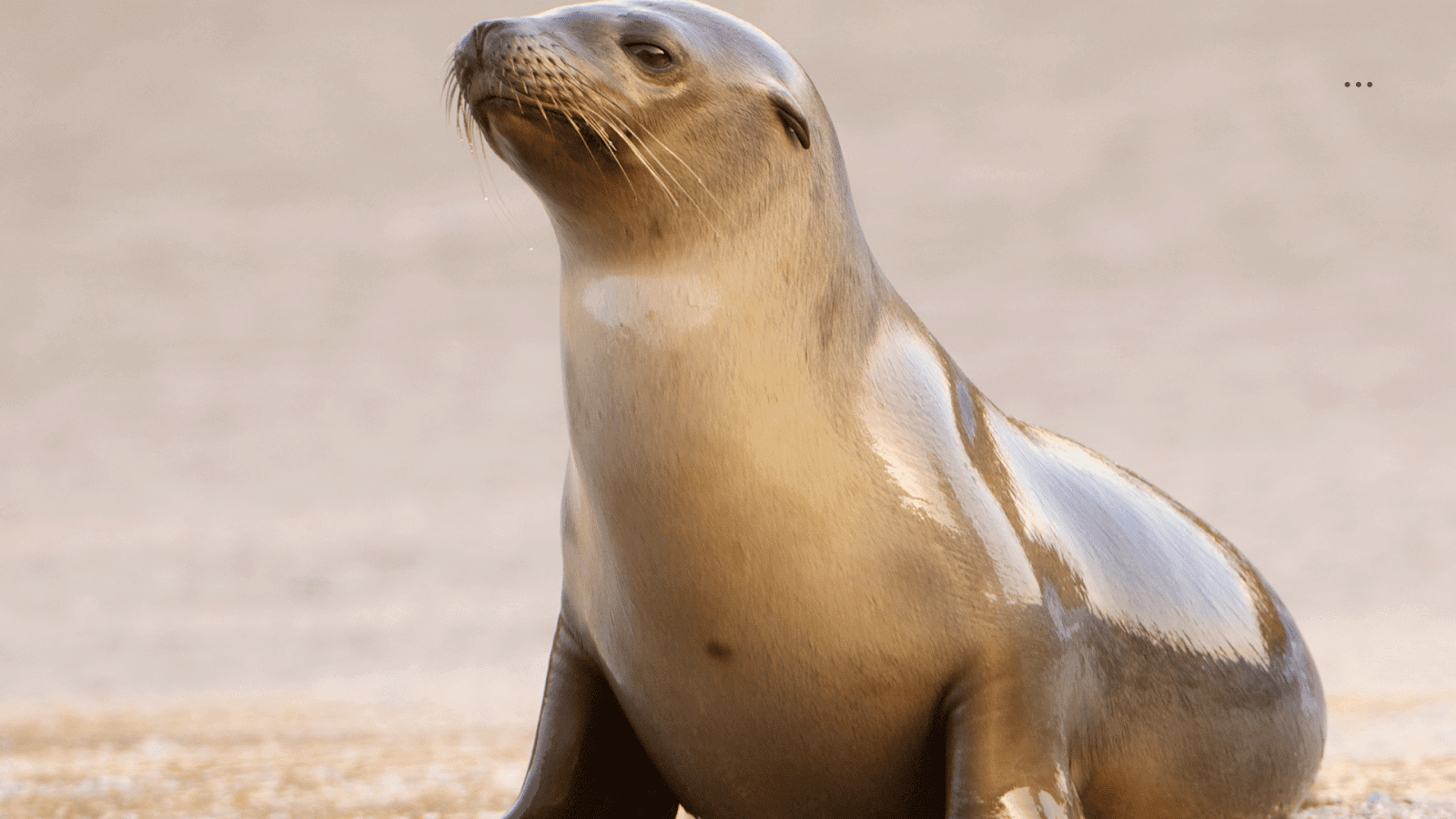 Sea Lions