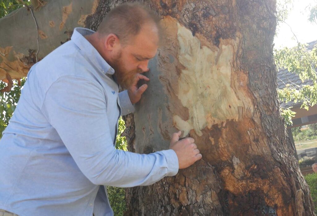 Tree Arborist