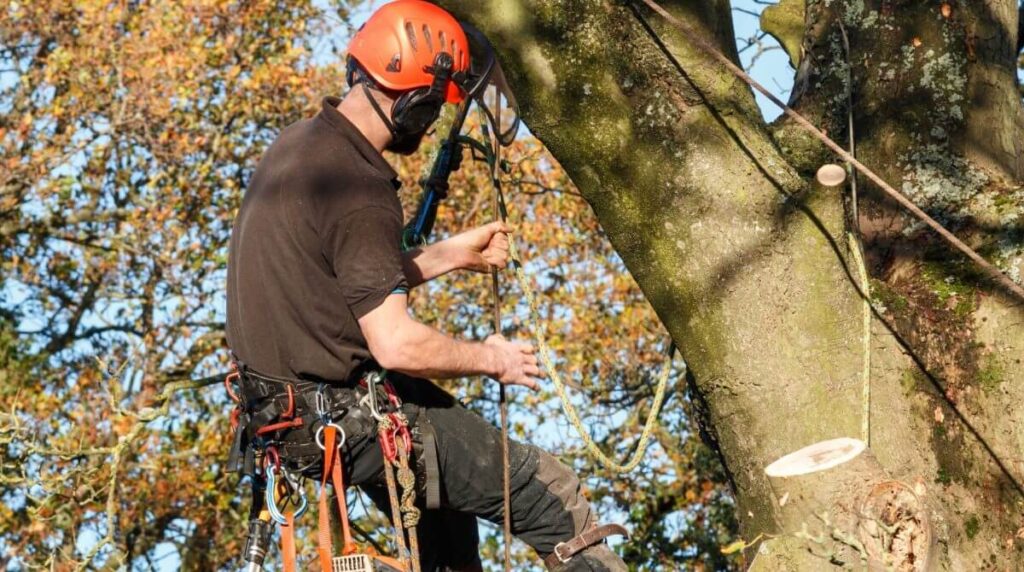 Tree Arborist