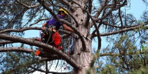 Tree Arborists: Specialists in Urban Tree Care and Maintenance