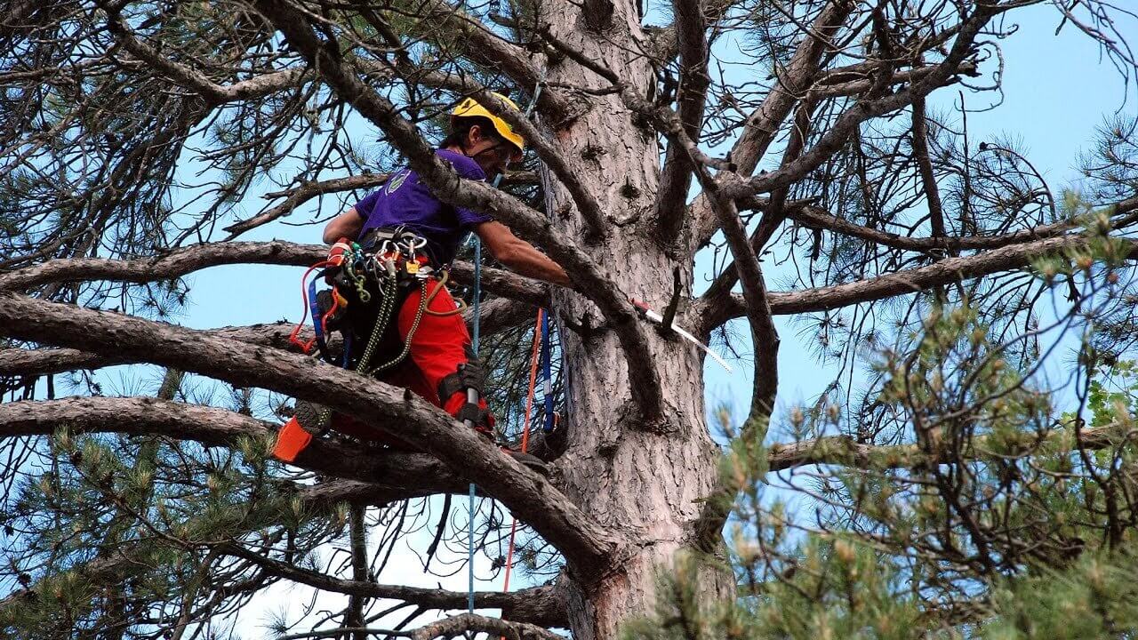 Tree Arborist