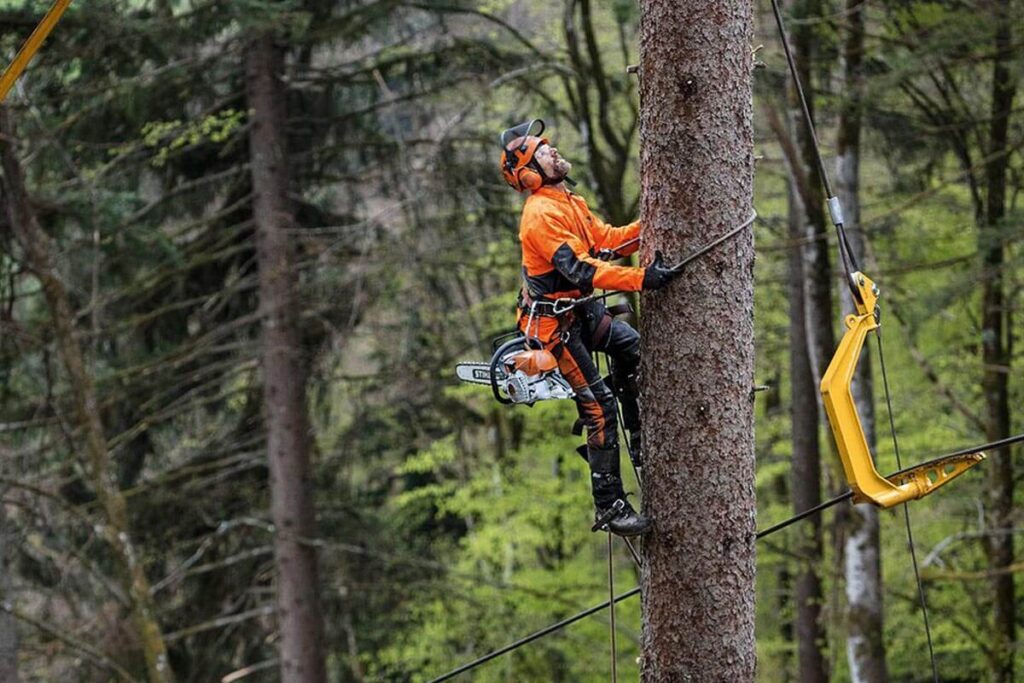 Tree Pruning Sydney