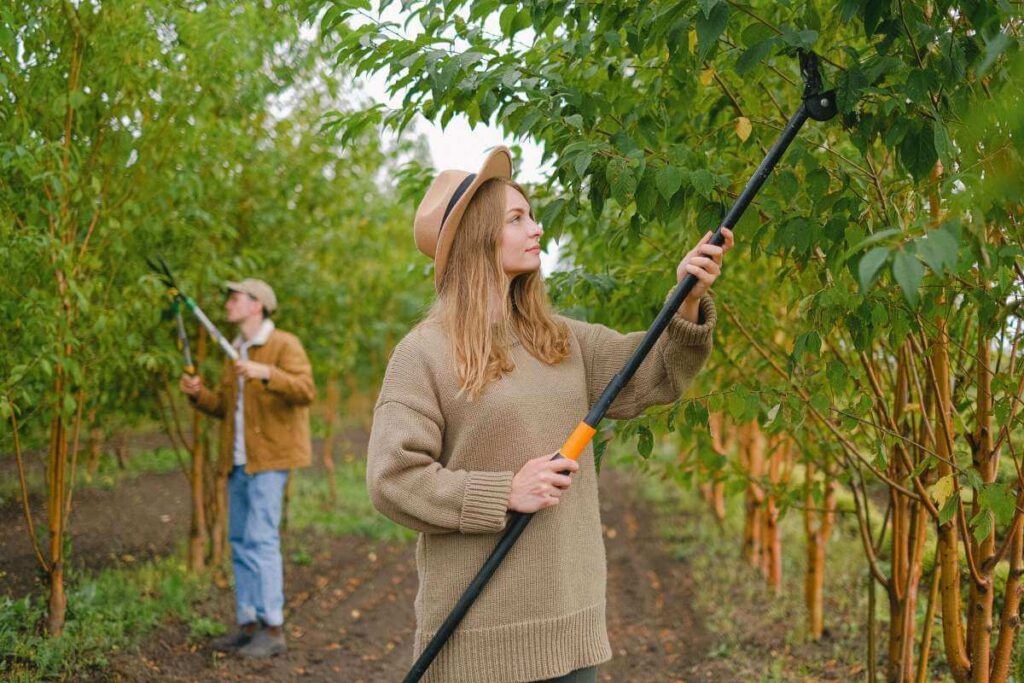 Tree Pruning Sydney