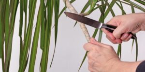 Palm Tree Pruning: Special Care for a Tropical Favourite