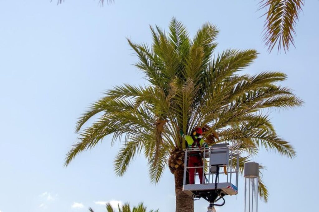 Palm Tree Pruning