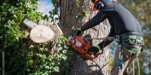 How tree removal Inner West can prevent property damage