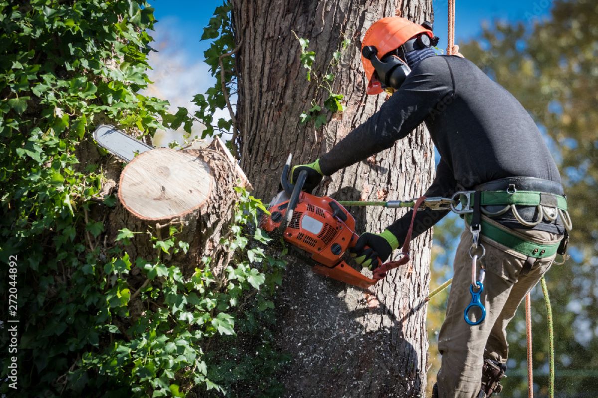 tree removal inner west