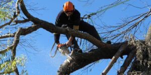 Tree removal Central Coast for growing residential areas
