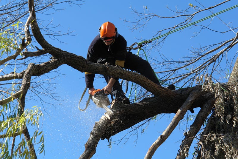 Tree removal Central Coast for growing residential areas