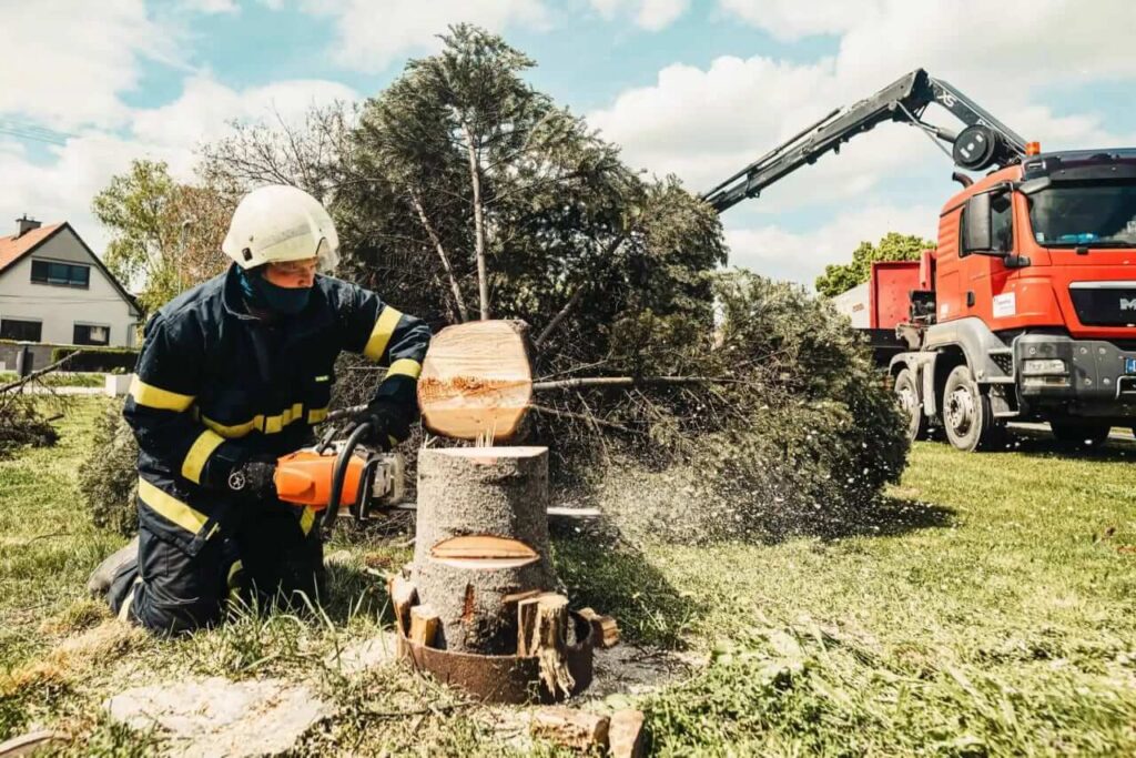 tree removal inner west