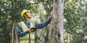 Tree Removal Central Coast: Experts in Tree and Stump Removal
