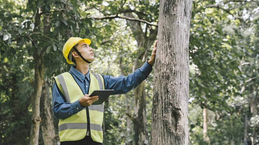 Tree Removal Central Coast