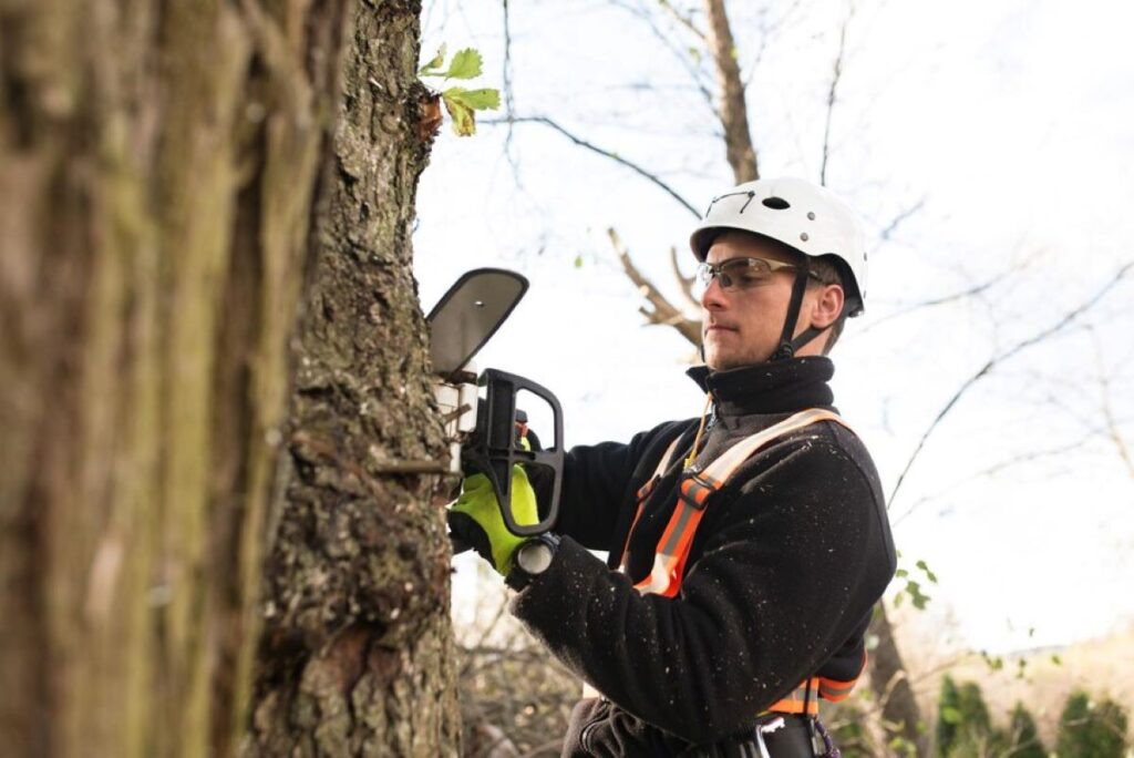 Sydney Tree Lopping