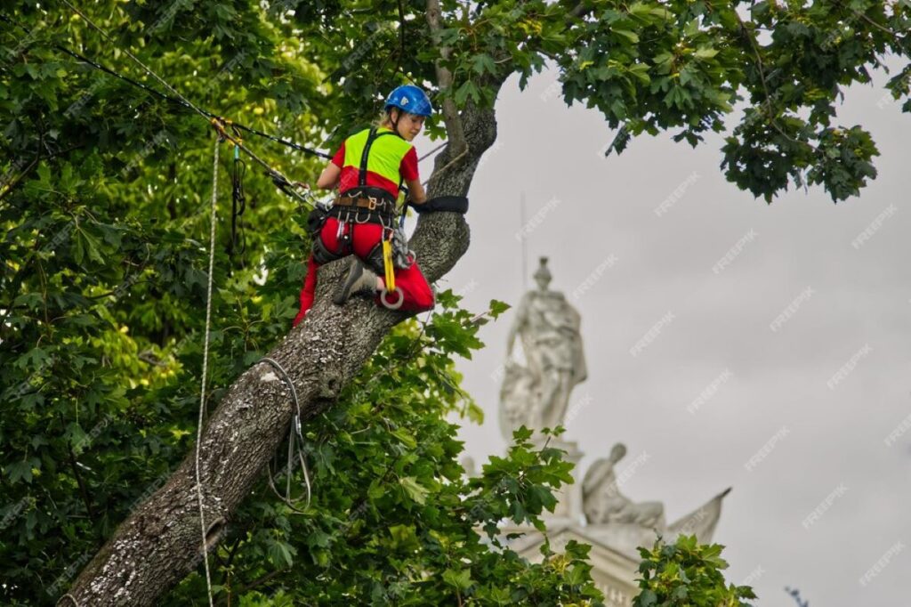 Tree Removal Central Coast