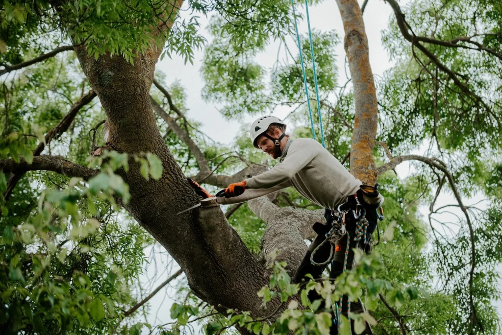 Stump Removal in Sydney: When Practical Work Meets Environmental Restoration