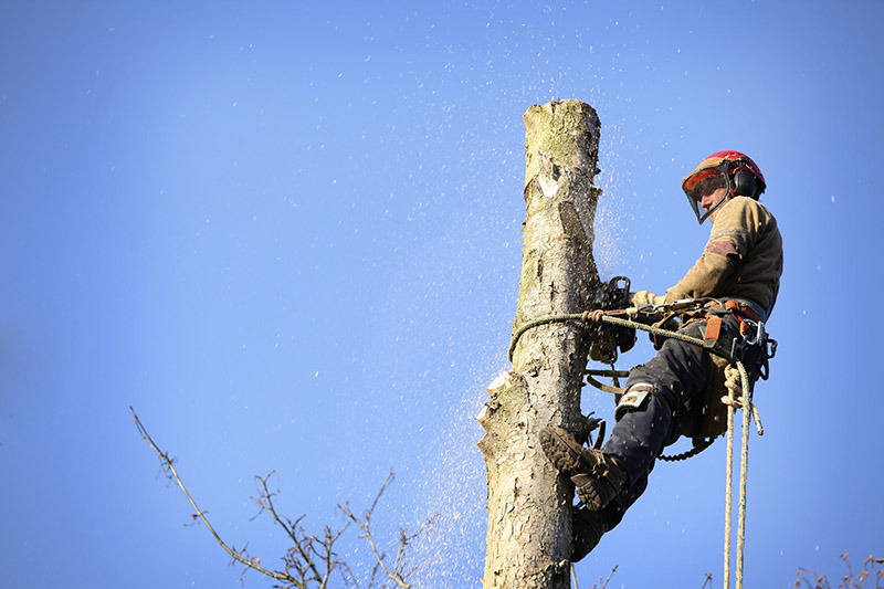 Stump Removal in Sydney: When Practical Work Meets Environmental Restoration