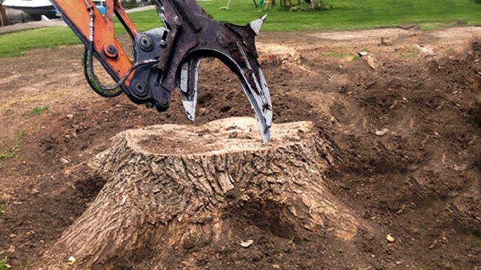 Tree Stump Grinding and the Symbolism of Renewal in Post-Storm Landscapes
