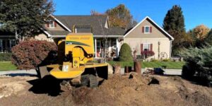 Stump Grinding Cost in Sydney: What You Need to Know