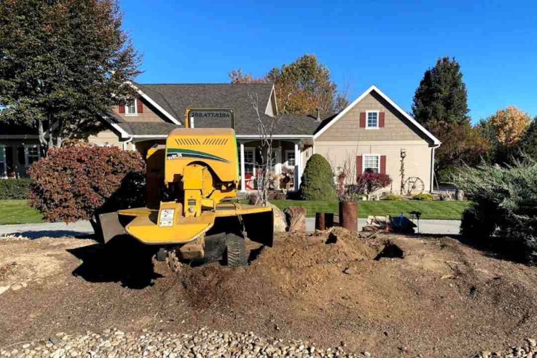 Stump Grinding Cost in Sydney: What You Need to Know
