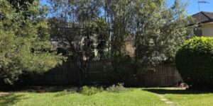 When is the Best Time for Tree Pruning in NSW?