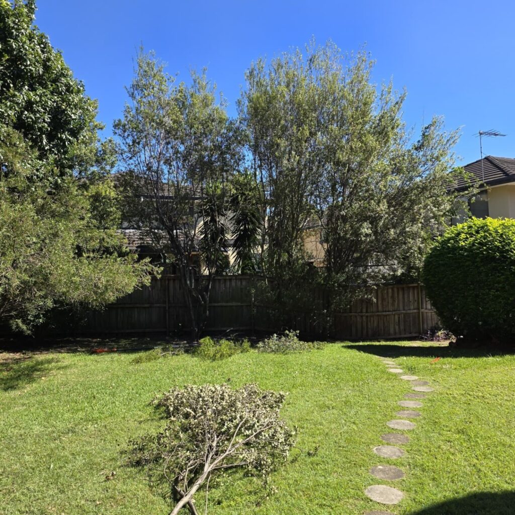 When is the Best Time for Tree Pruning in NSW?