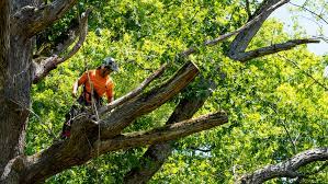 How Much Does Professional Garden Waste Removal Cost in Sydney?