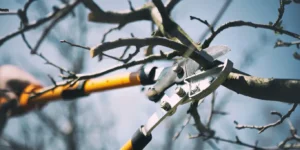 Tree Pruning Hornsby: Local Tree Care Solutions for Long-Term Growth
